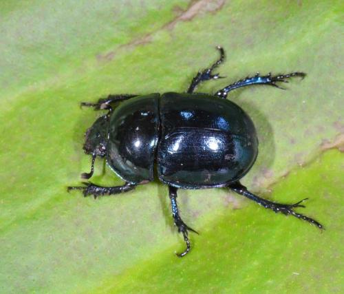 Réf. 182 271 : Trypocopris pyrenaeus